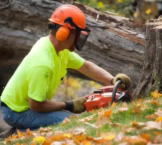 tree services Wendell